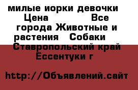 милые иорки девочки › Цена ­ 15 000 - Все города Животные и растения » Собаки   . Ставропольский край,Ессентуки г.